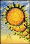 Postcard - Dream Of Sunflower - Clearance - Min. 12 Per Style