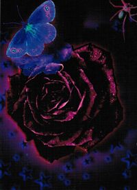 Postcard - Black Rose - Clearance - Min. 12 Per Style